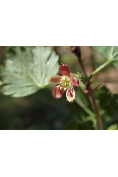 Агрус ‘Славута’ (жовтий)